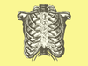 Rib cage in yellow background
