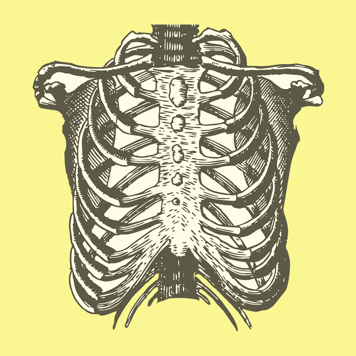 Rib cage in yellow background