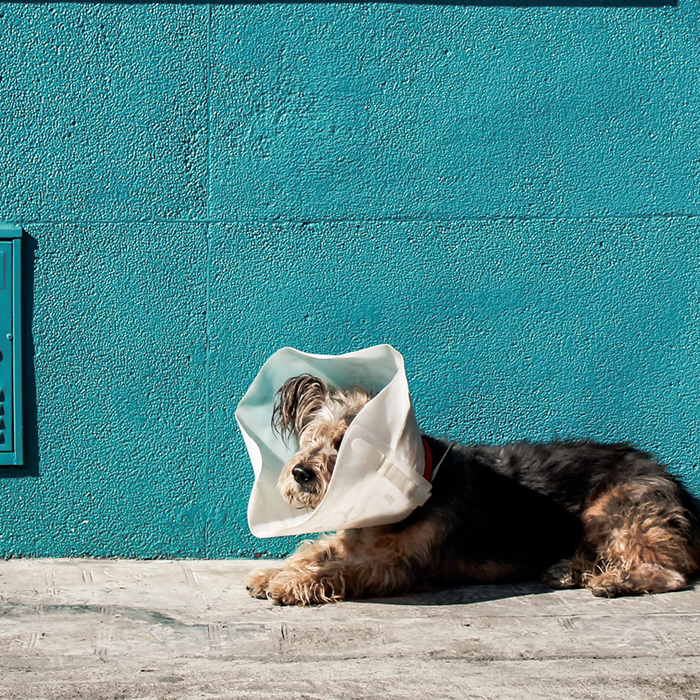 Dog in a cone