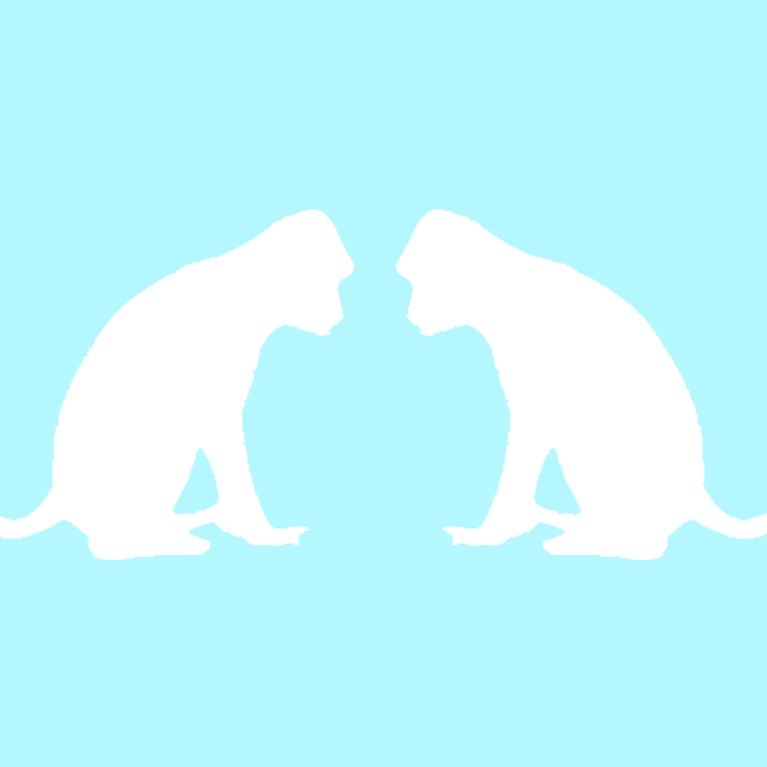 two white monkeys in a cyan background